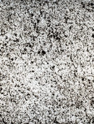 Feuille de pierre Translucide 100% naturelle Blackburn 202